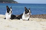 BOSTON TERRIER 329